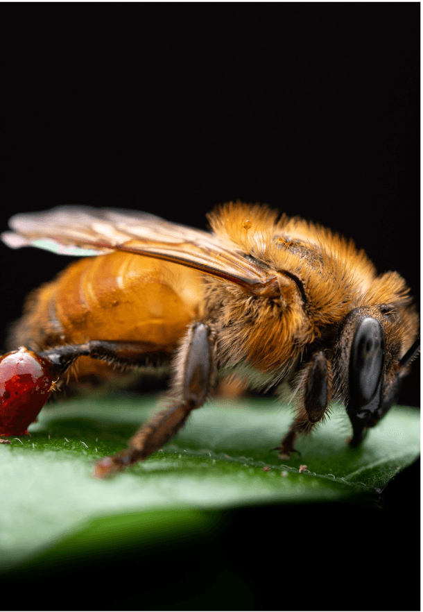 Melipona cf. eburnea