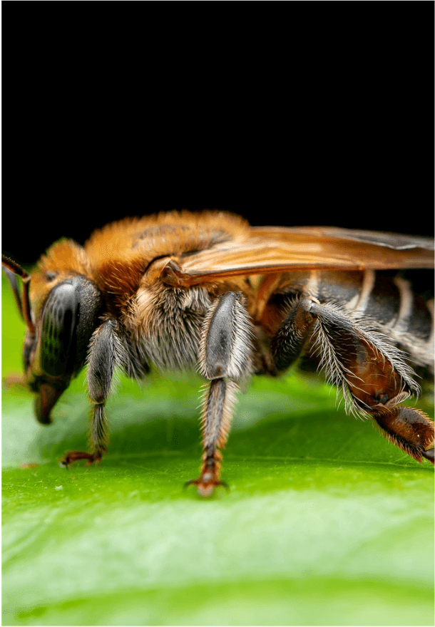 Melipona cf. grandis