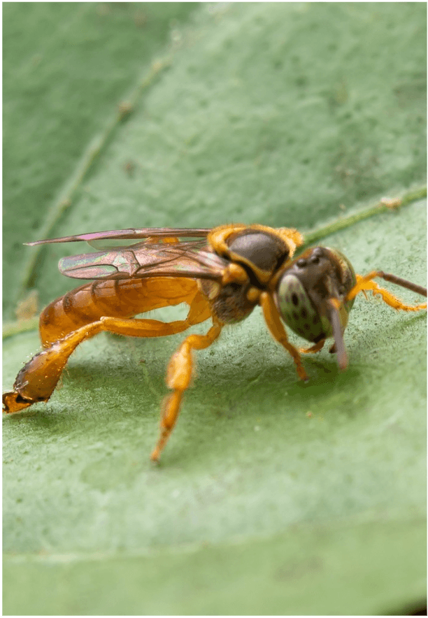 Tetragonisca angustula